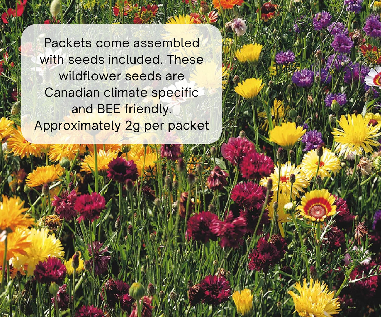 Personalized Wildflower Seed Packet Favors, Baptism, Communion, Set of 12